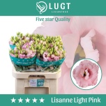 Eustoma Preeriakell Lisanne Light Pink