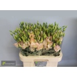Eustoma Preeriakell Megalo Champagne