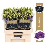 Eustoma Preeriakell Rosita Blue