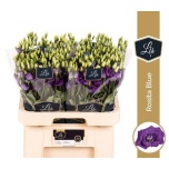 Eustoma Preeriakell Rosita Blue