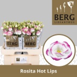 Eustoma Preeriakell Rosita Hot Lips