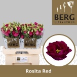 Eustoma Preeriakell Rosita Red