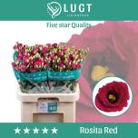 Eustoma Preeriakell Rosita Red