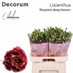 Eustoma Preeriakell Rosanne Deep Brown
