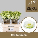 Eustoma Preeriakell Rosita Green