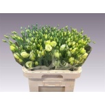 Eustoma Preeriakell Rosita Jade