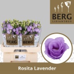 Eustoma Preeriakell Rosita Lavender