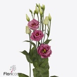 Eustoma Preeriakell Rosita Pink