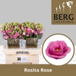 Eustoma Preeriakell Rosita Pink