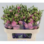 Eustoma Preeriakell Rosita Pink