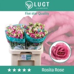 Eustoma Preeriakell Rosita Pink