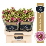 Eustoma Preeriakell Rosita Pink