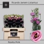 Eustoma Preeriakell Rosita Pink