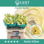 Eustoma Preeriakell Rosita Yellow