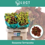 Eustoma Preeriakell Rosanne Terracot