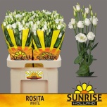 Eustoma Preeriakell Rosita White