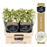 Eustoma Preeriakell Rosita White