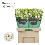 Eustoma Preeriakell Rosita White