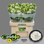 Eustoma Preeriakell Rosita White