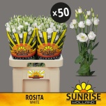 Eustoma Preeriakell Rosita White