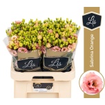 Eustoma Preeriakell Sabrina Orange