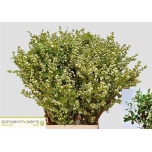 Exochorda Õisenelas Mag Springtime 70cm