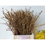 Forsythia Forsüütia 50cm