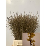 Forsythia Forsüütia 50cm