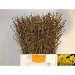 Forsythia Forsüütia 60cm