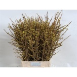 Forsythia Forsüütia 70cm