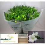 Freesia Alba River