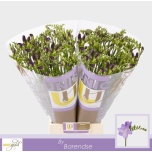 Freesia Biscaya