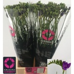 Freesia Blue Bayou
