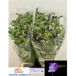 Freesia Blue Bayou
