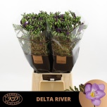 Freesia Delta River