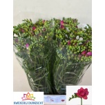 Freesia Expression
