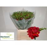 Freesia Expression