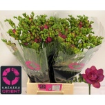Freesia Expression