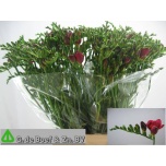 Freesia Expression