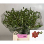 Freesia Fuego