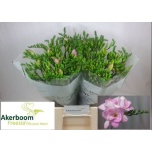 Freesia Honeymoon