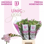 Freesia Honeymoon