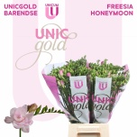 Freesia Honeymoon