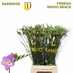 Freesia Indigo Beach