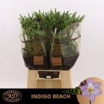 Freesia Indigo Beach