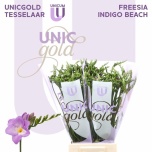 Freesia Indigo Beach