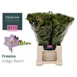 Freesia Indigo Beach