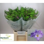 Freesia Indigo Beach