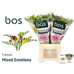 Freesia MIX