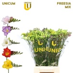 Freesia MIX